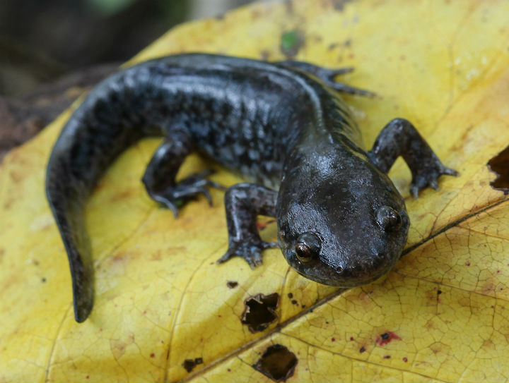  Mole Salamander